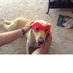 The Ninja Dogs meme