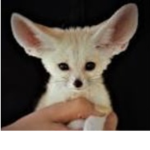 Save animals!!!!!!!!