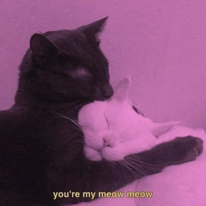 You’re my meow meow cats cute pink aesthetic  Roblox decal