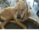 PoopBe