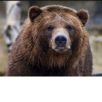 BEARZ CREW