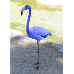 Bluee Flamingo