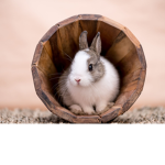 Bunny Squad HEHEHE