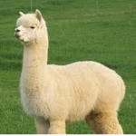 Alpaca's Clan