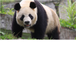 Boston bruins are awesome!!!!!!!!!!!!!