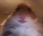 Cute hamsters :D