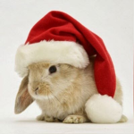 Bunny Squad is kawaii