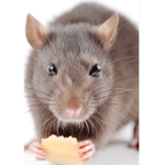 Cool for the rats