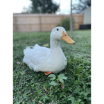 The Duck Devs