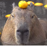 Hello my capybara