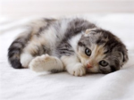 kitten loverz