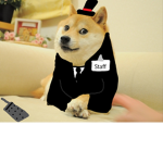 Doge's Administration Team