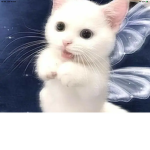 catsrcute c: