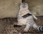 LazyCat Studio