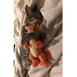 Banana Cats :)