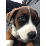 coco~