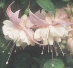 Flowers :Q