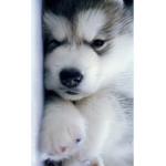 PUPP GROUP