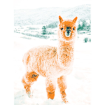 • llama fans •