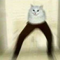 Cats n' stuff