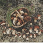 The Mushroom Kingdom’
