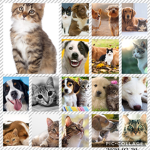 Dogs and cats for life