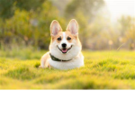 Corgi's United!