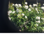 Love so many flower