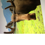 Moose circle