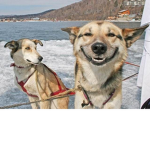 The doggo team :3