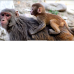 Monkey doodles