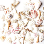 Seashells Club