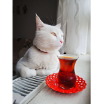 Yağmurun gacılarıyız
