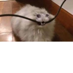 Sad cat club