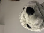 Baby Seals And Sammy Studios