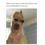 BIG MEMES/RAIDING