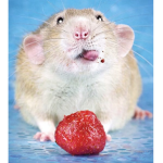 Evil Ohio rats