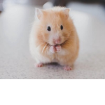 HAMSTER clubje