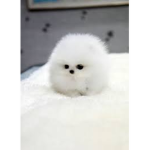 Fluff Ball z