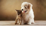 ######## doglover group