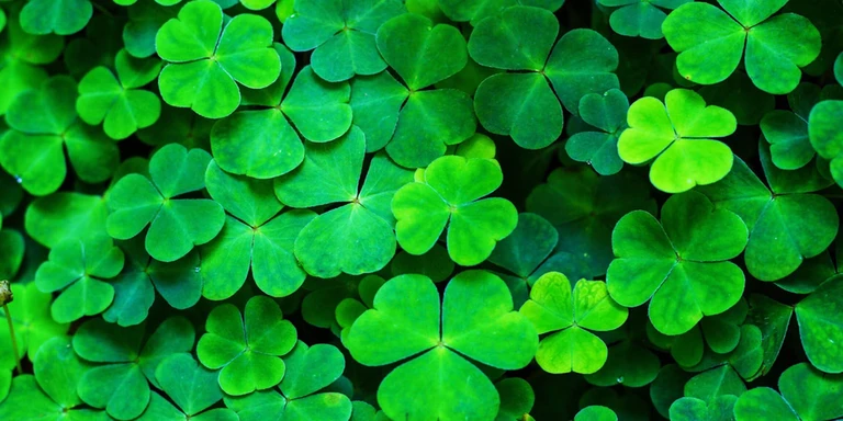 ST PATRICKS DAY CASES