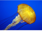 JELLY LAND