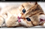 Cats _group