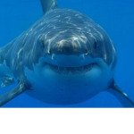 47 Meters Down