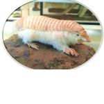 *ARMADILIANS*