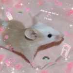 Amazing Rat queens