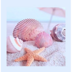 Seashell beach