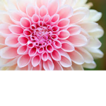 fleur and friends