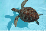 Da Turtles Bois