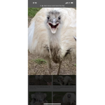 Kevin the emu